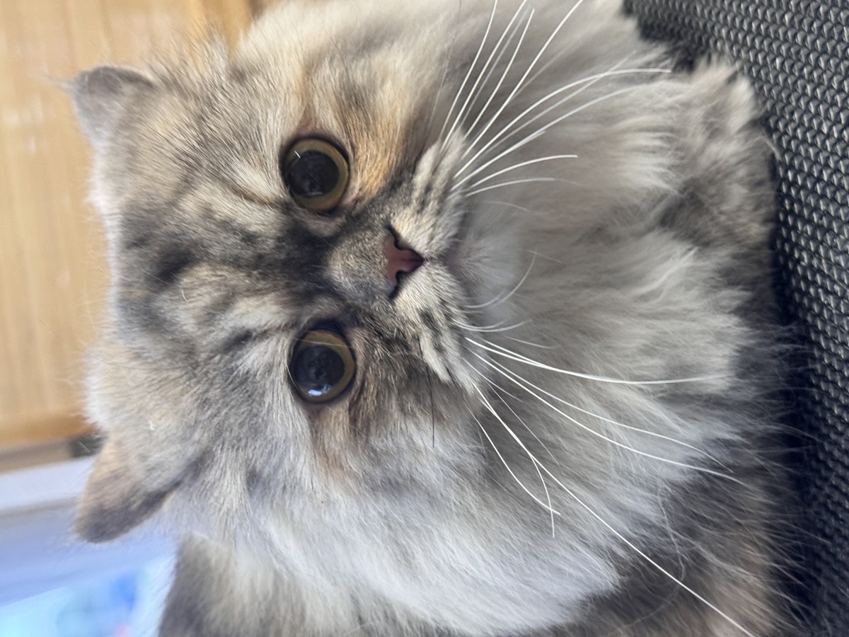 Cat grooming at Bark & Purr
