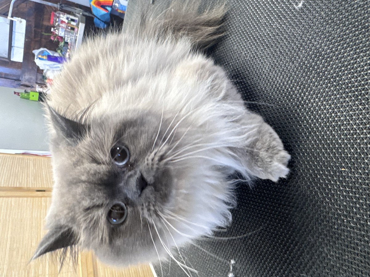 Cat wellness