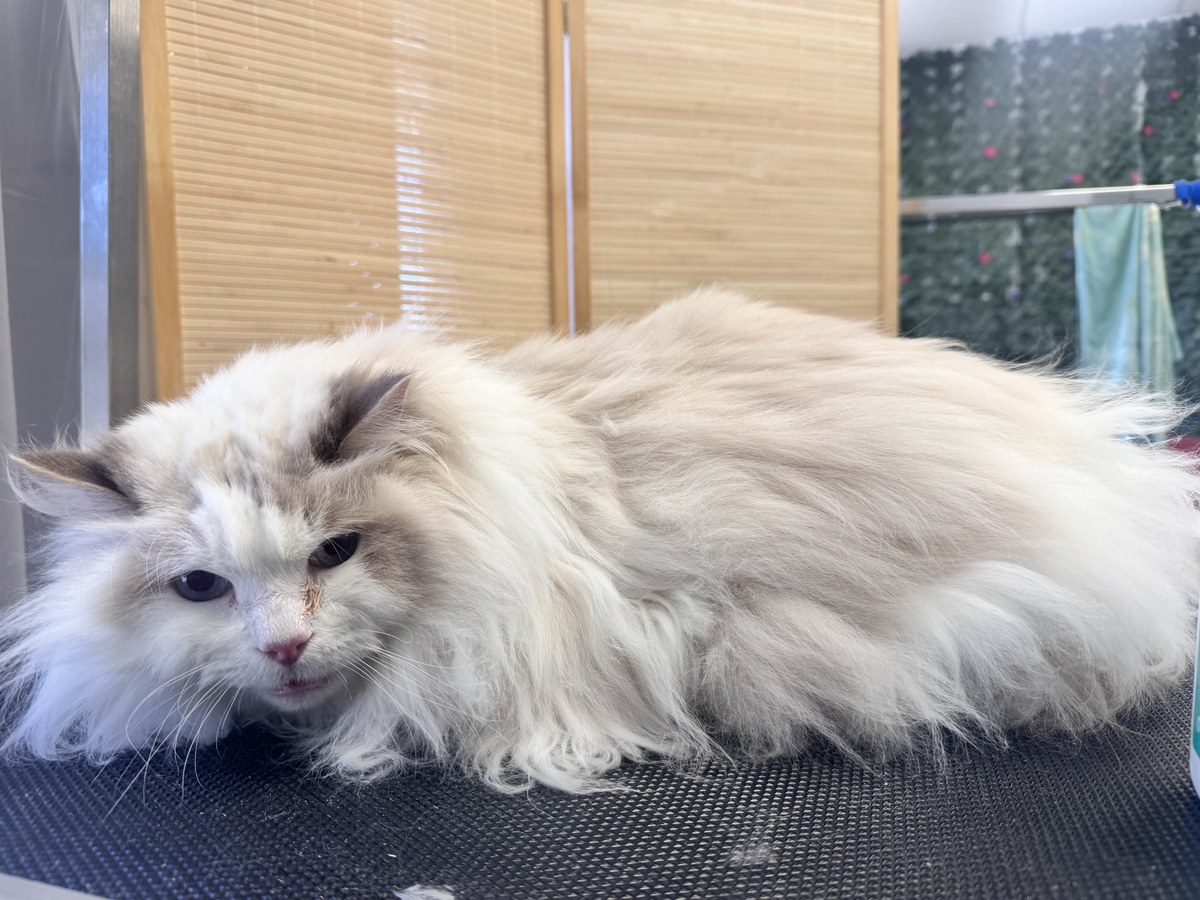 How to Choose a Cat Groomer