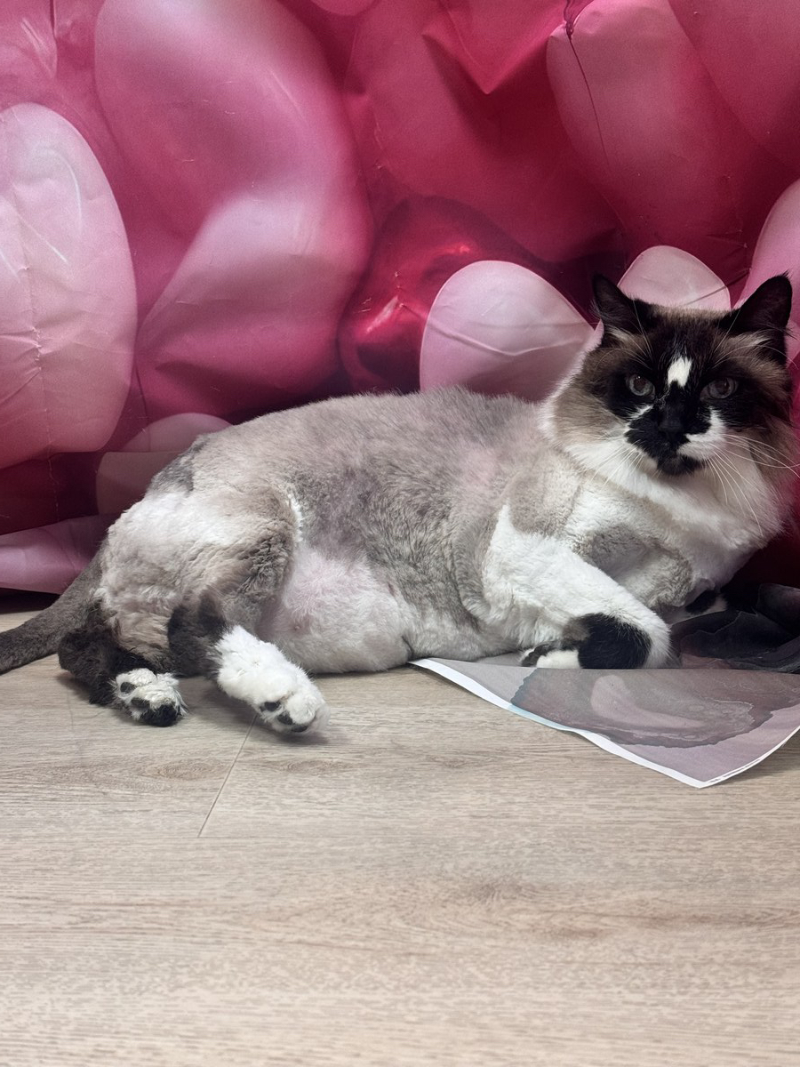 Cat groom at Bark & Purr
