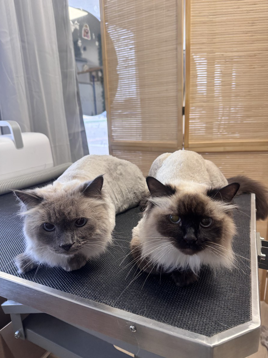 Cat groom at Bark & Purr