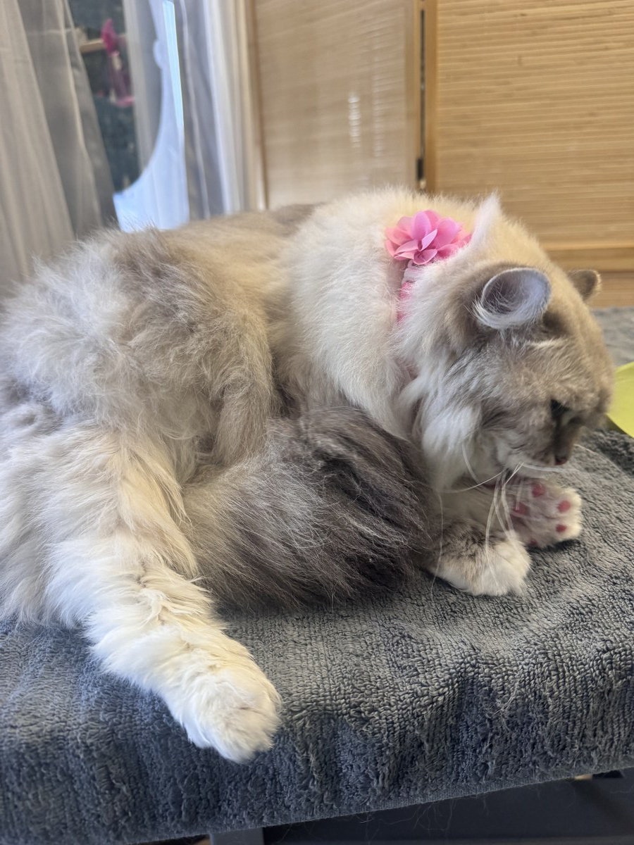Cat groom at Bark & Purr