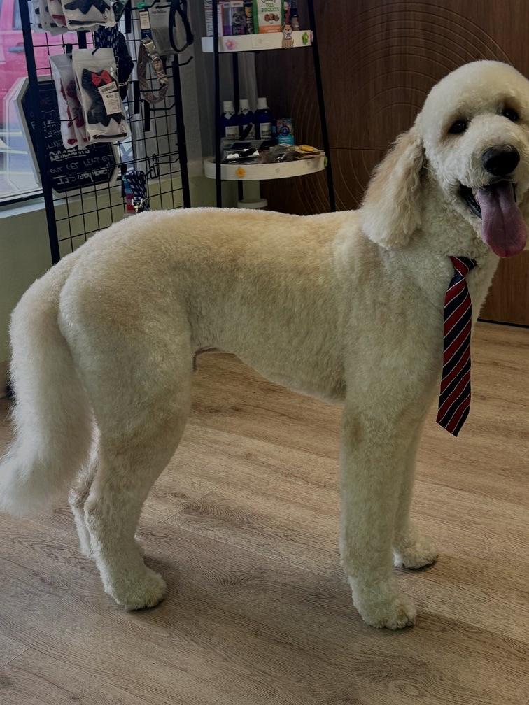 White doodle groom by Des