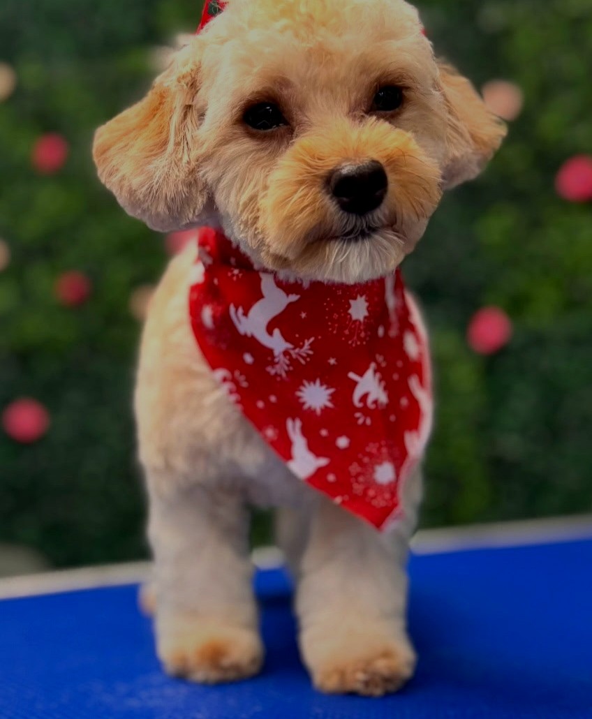 How to Choose a Dog Groomer