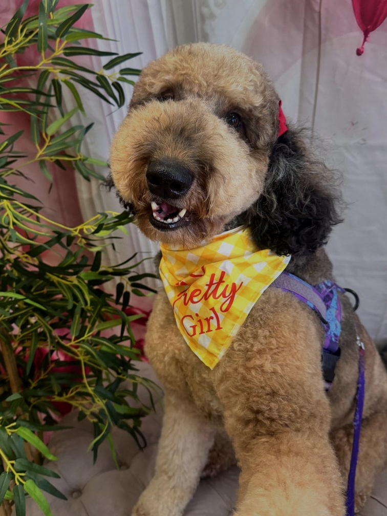 Goldendoodle groom by Des