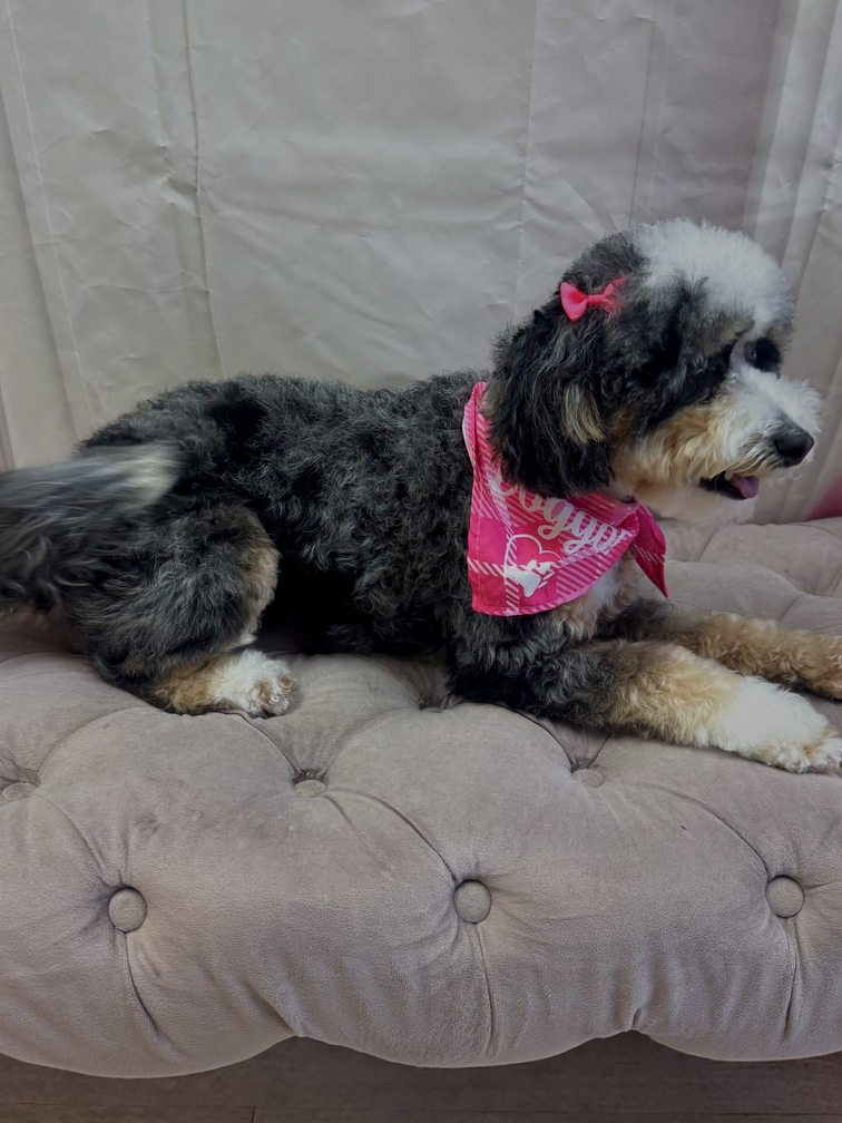 Bernedoodle groom by Des