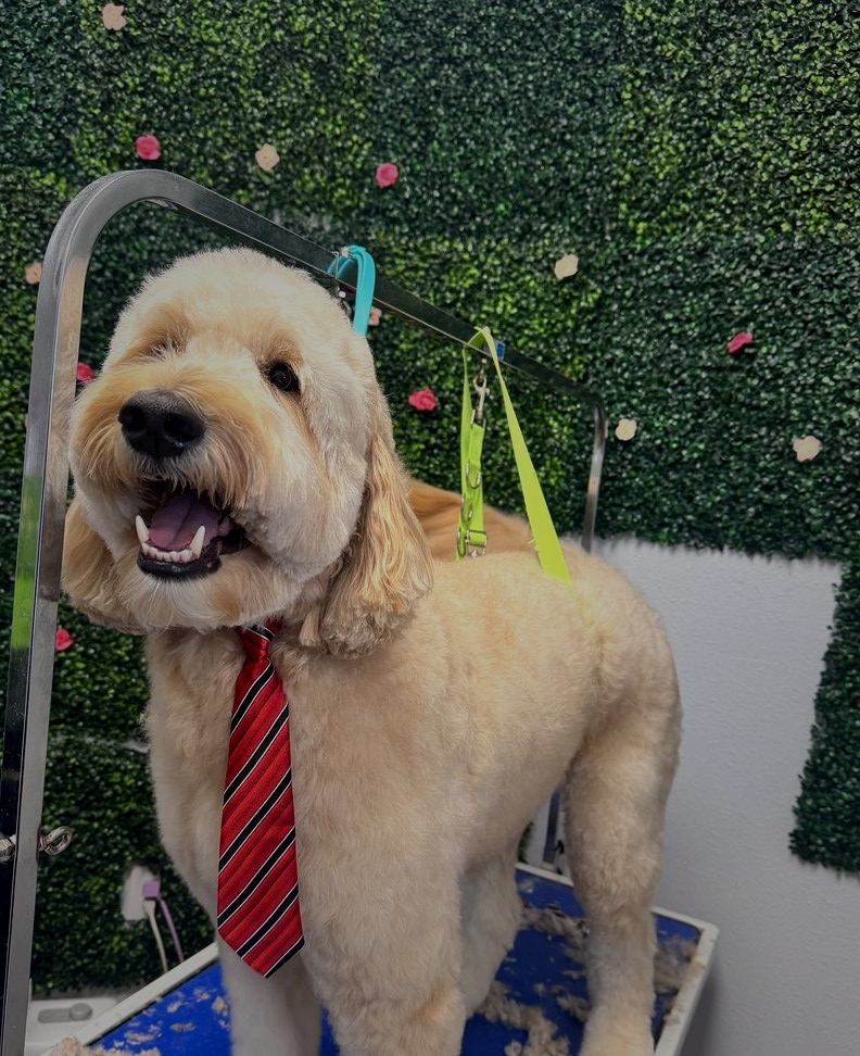 Cream doodle groom by Des