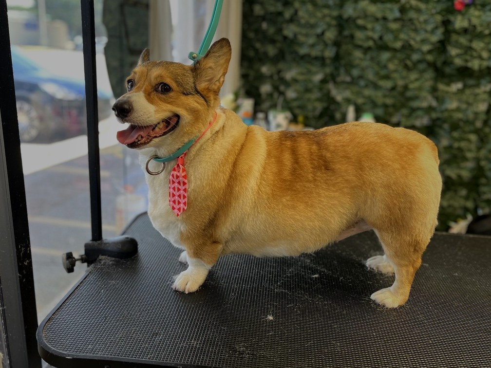 Dog grooming tips