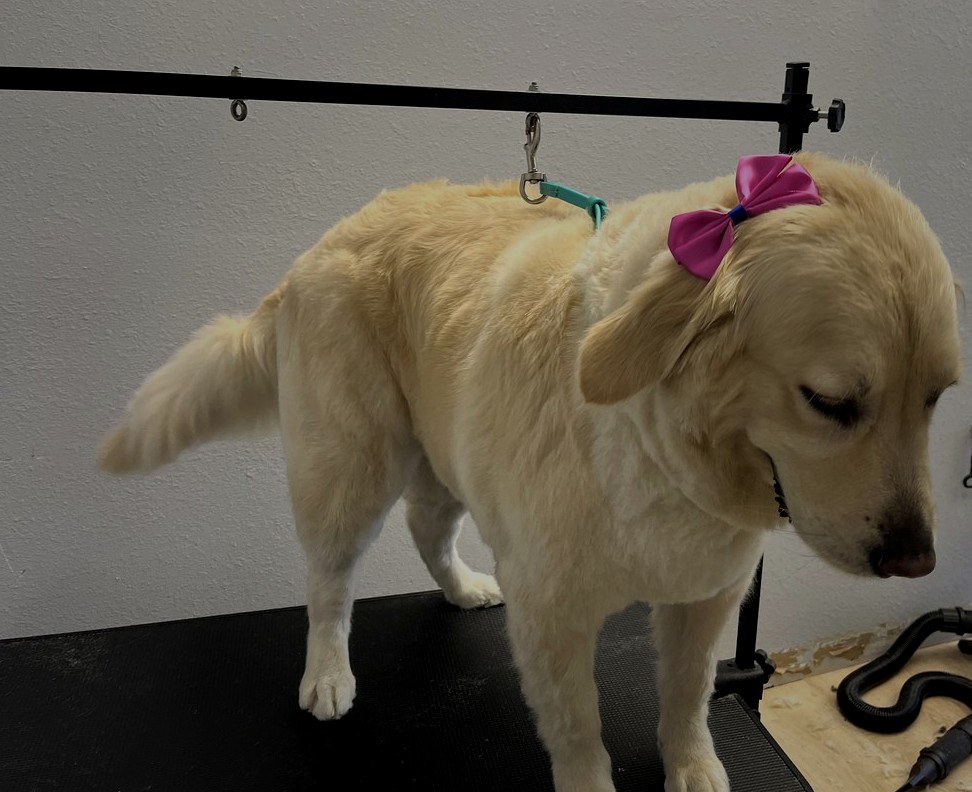 Dog grooming at Bark & Purr