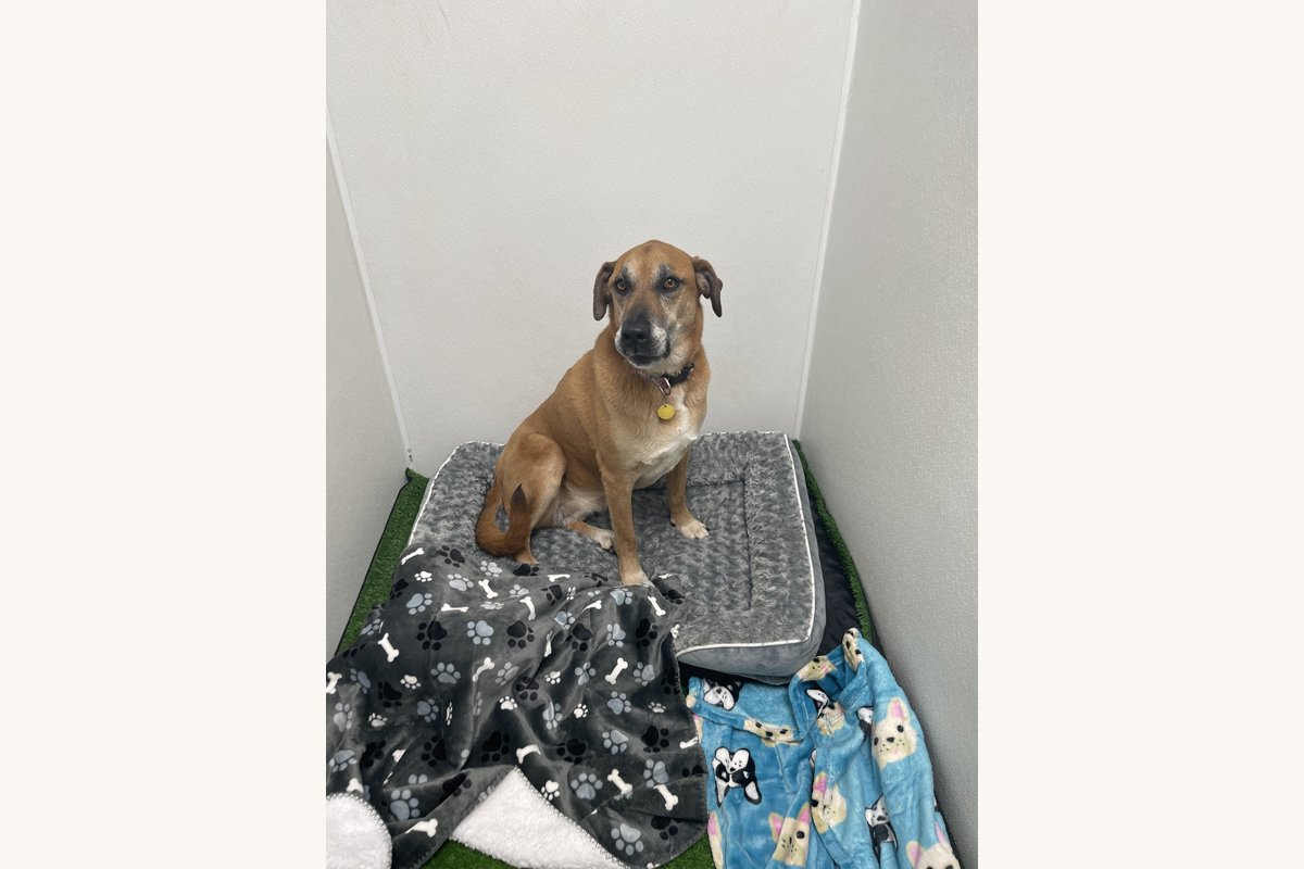 Boutique boarding at Bark & Purr