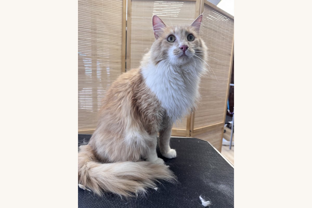 Cat grooming at Bark & Purr