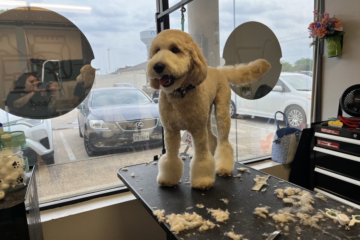 Dog grooming at Bark & Purr